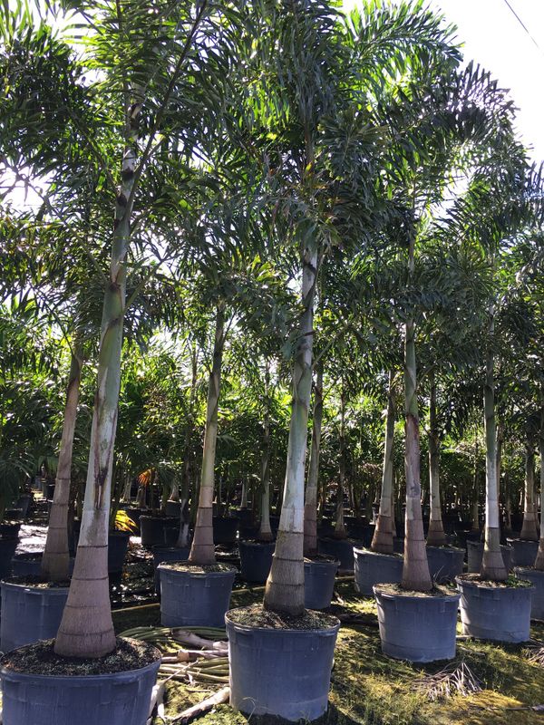 Foxtail palm trees for Sale in Fort Lauderdale, FL OfferUp