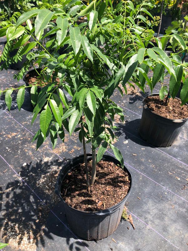 JUNE PLUM TREE ( CIRUELA) For sale 45.00 7 gl for Sale in Miami, FL