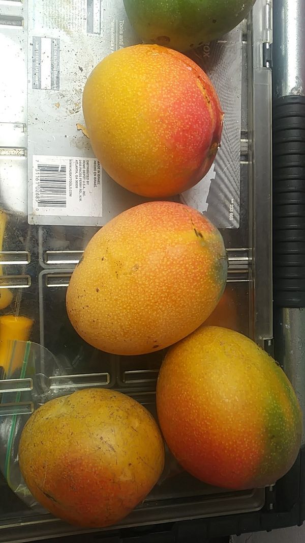 Large mangos 1 for Sale in Hialeah, FL OfferUp
