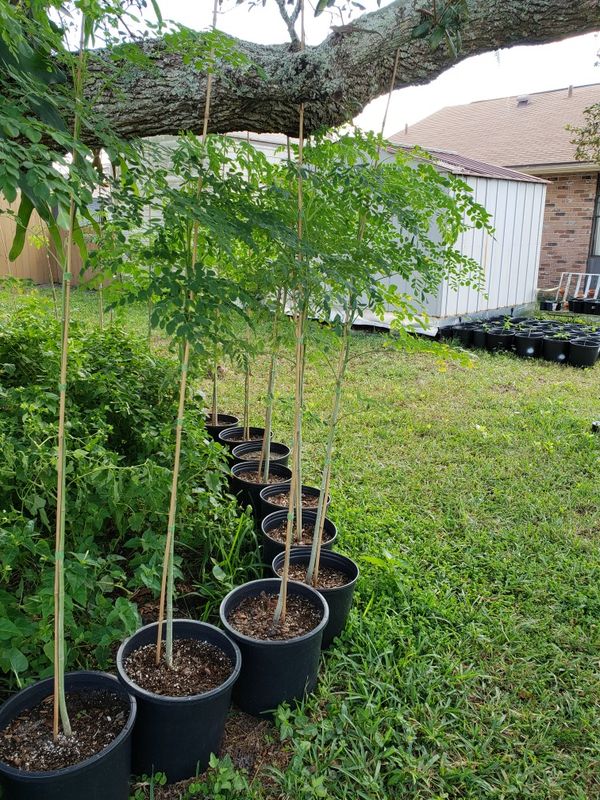 Moringa trees 4 sale for Sale in DeBary, FL OfferUp