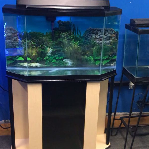 35 gallon Flatback half Hexagon Aquarium fish tank