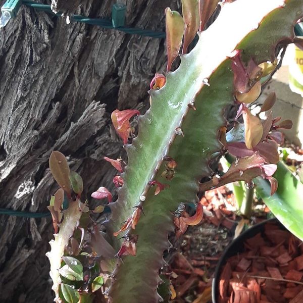 African Milkweed plants for Sale in Cathedral City, CA