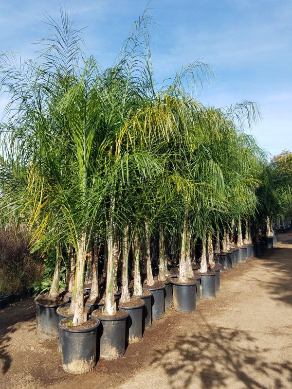 beautiful-15-gallon-size-queen-palms-approximately-8-10-feet-tall-for