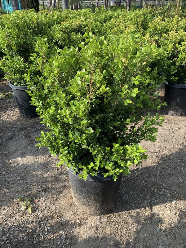 15 gallon Japanese Boxwood for Sale in Chino, CA - OfferUp