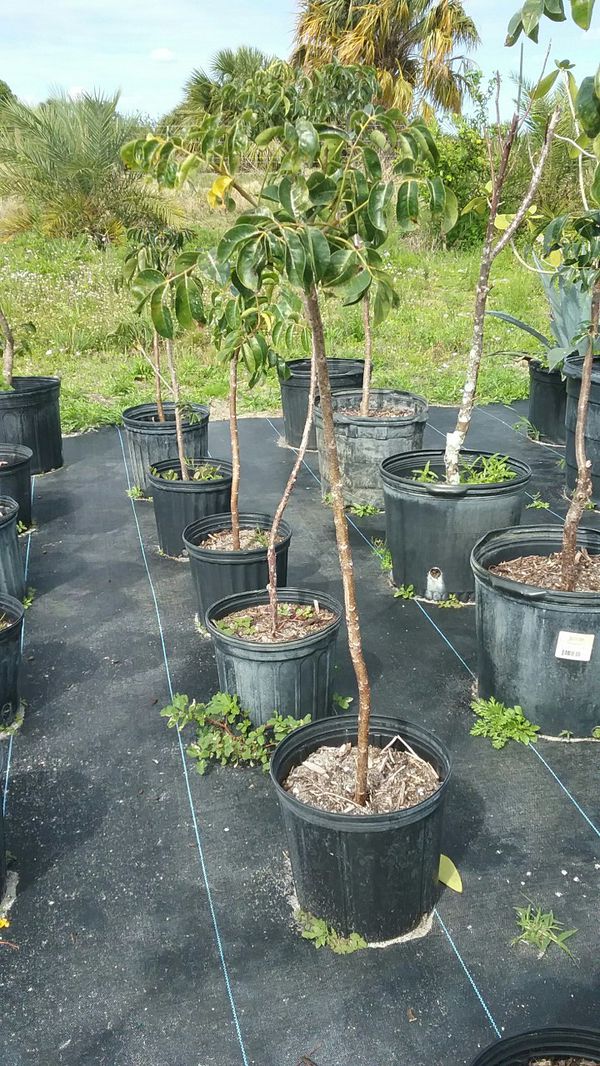 gumbo limbo tree medicinal uses parasites