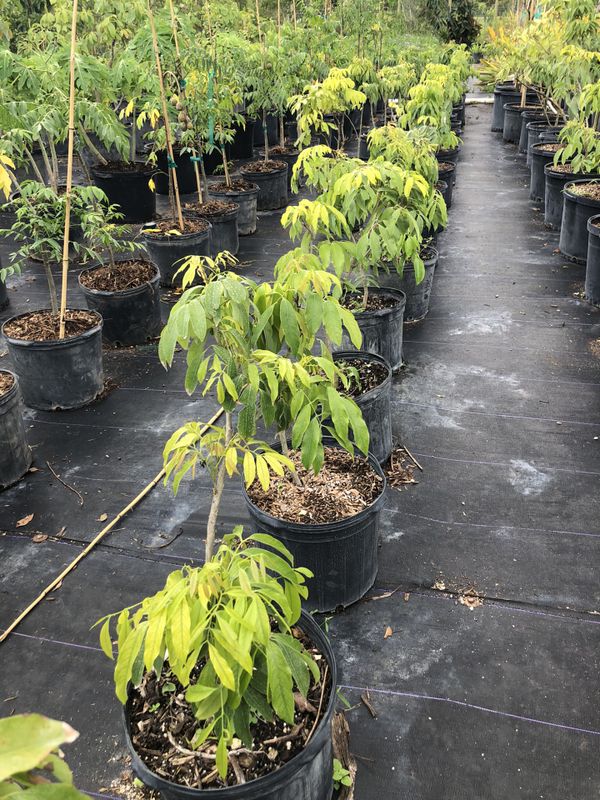 LYCHEES TREE SALE!! 7 gl $45.00 for Sale in Miami, FL - OfferUp