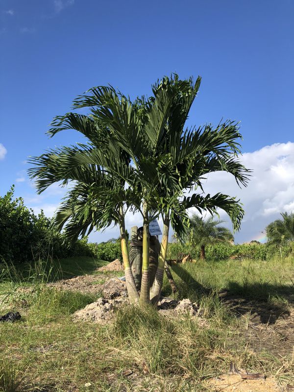 Thick, Tall Triple Field Grown Christmas Palms for Sale in West Palm