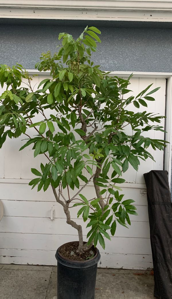 Logan fruit tree for Sale in La Puente, CA - OfferUp