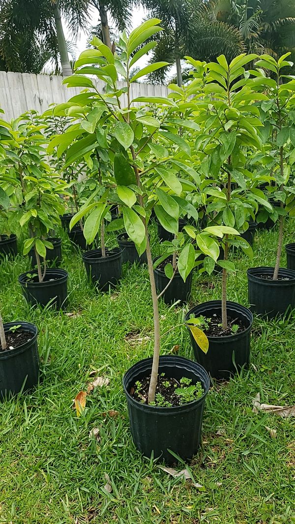 soursop for sale