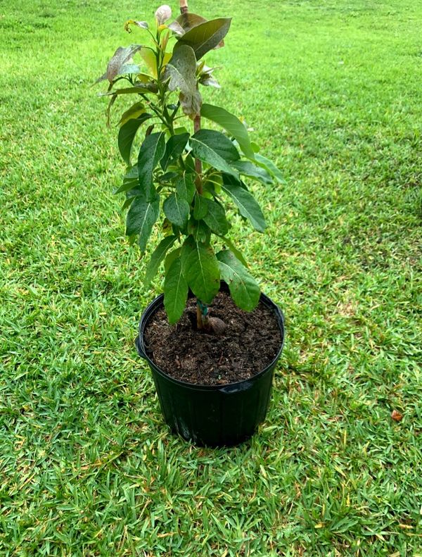 Dwarf Super Hass Avocado Tree (Uh La La) for Sale in Port St. Lucie, FL