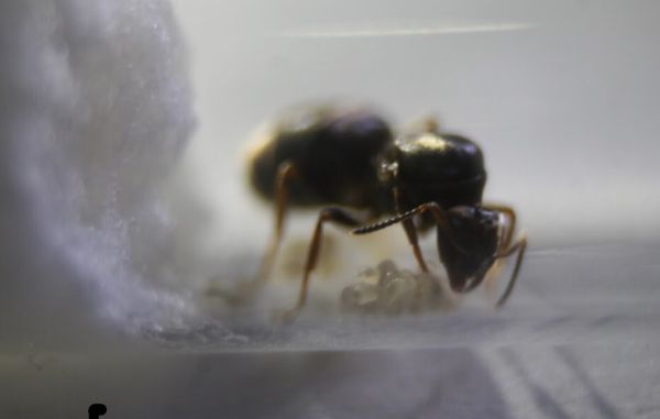 Lasius Niger Queen ant for Sale in LaFayette, NY - OfferUp