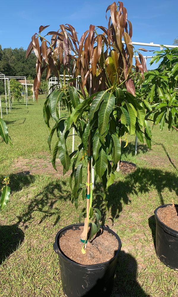Mango tree for Sale in Tampa, FL OfferUp