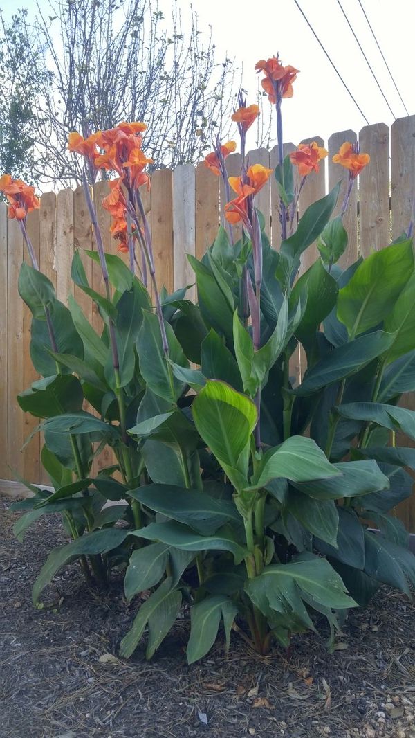 LIVE PLANTS! Canna lilies lily garden flowers for Sale in