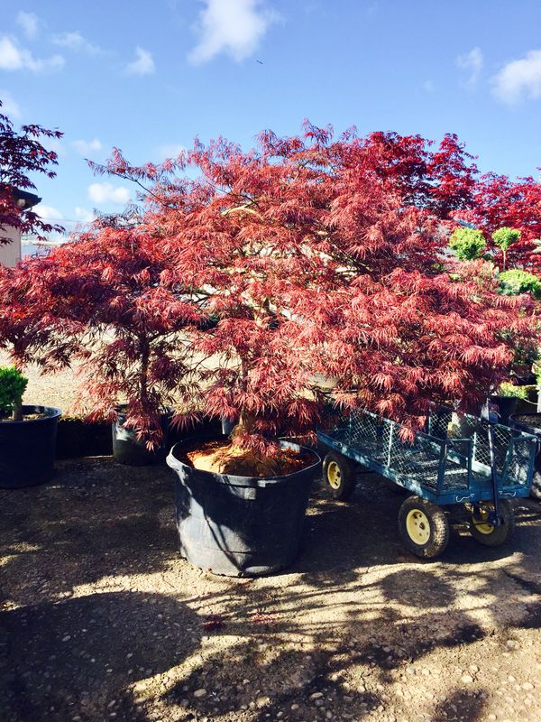 Lopez Nursery Everything 50 Off For In Vancouver Wa Lopez Nursery Everything 50 Off For In Vancouver Wa