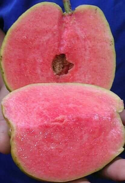 Pink seedless guava trees “ruby suprime “ arbolitos for Sale in Miami