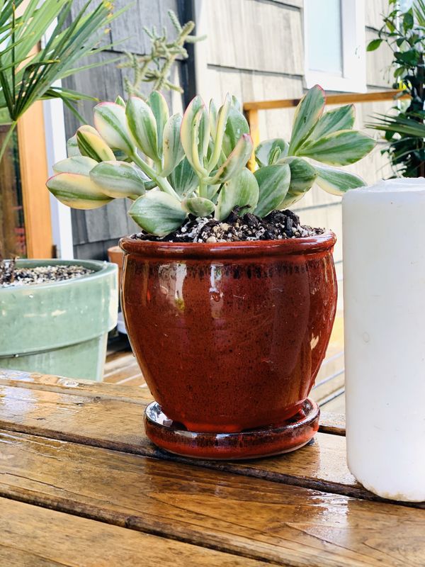Live indoor variegated Jade succulent plant in a ceramic planter pot