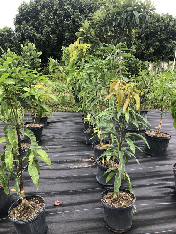 MANGO TREE GRAFTED SALE!!! 45.00 for Sale in Miami, FL OfferUp