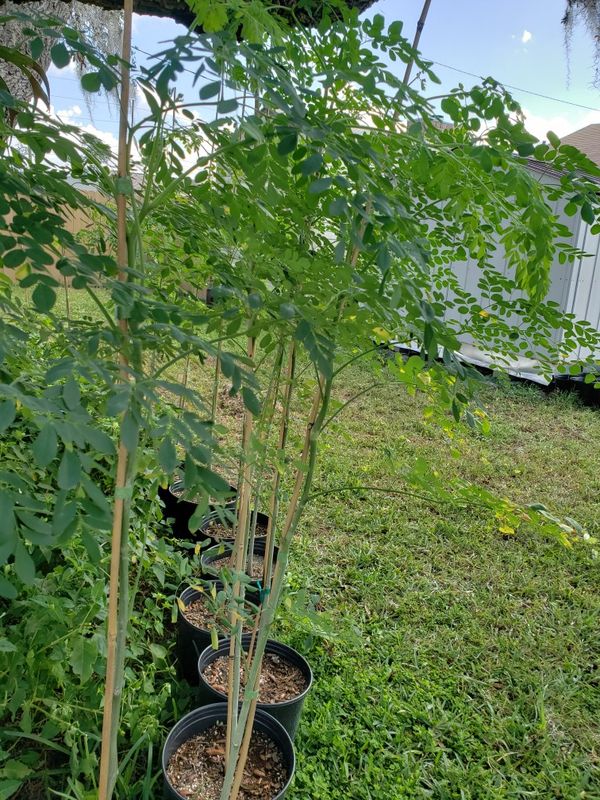 Moringa trees 4 sale for Sale in DeBary, FL OfferUp