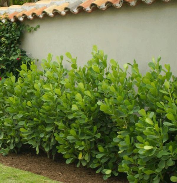 CLUSIA PRIVACY HEDGEWHOLESALELOWEST PRICESQUALITY PLANTS for Sale in