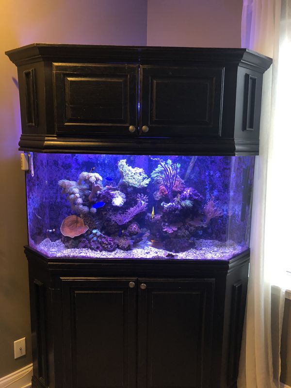 100 gallon corner aquarium with custom stand and canopy for Sale in