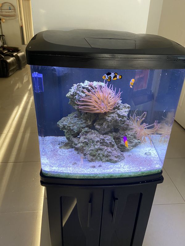 32 gallon Biocube Aquarium w/led and Stand for Sale in Miami Gardens