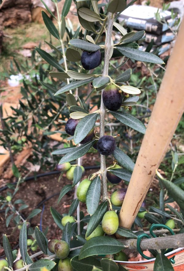 Fruit bearing olive trees! 6' tall! for Sale in Seattle ...