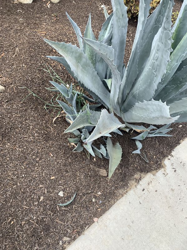 Free Baby Blue Agave Cactus Plant for Sale in Jurupa