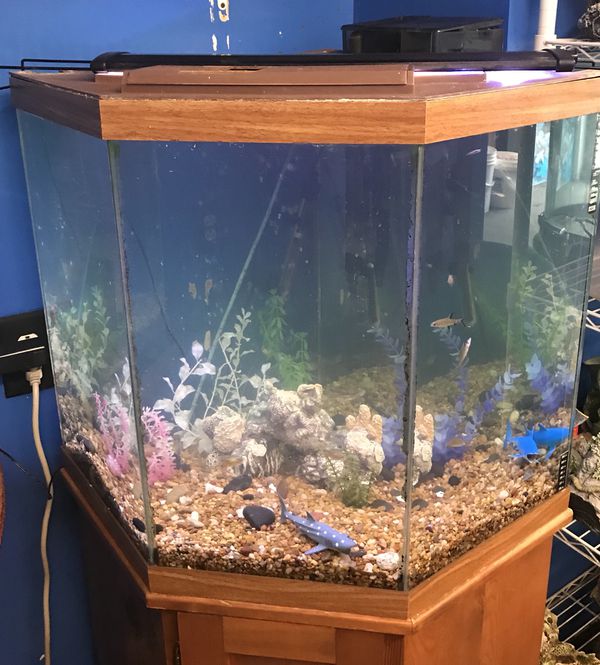 44 gallon corner Pentagon Aquarium fish tank complete 300