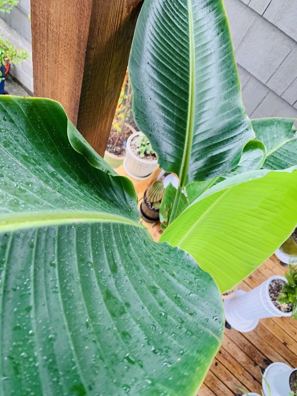 Live indoor almost six foot tall White Bird of Paradise