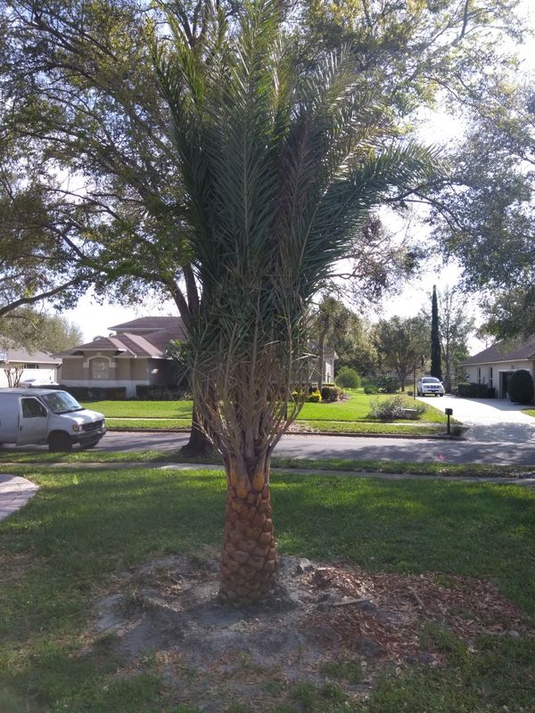 Sylvester Palm trees for Sale in Orlando, FL OfferUp