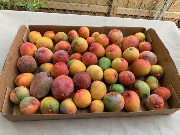 52 Sweet Small Mangos Batch Of The Day For Sale In Miami FL OfferUp
