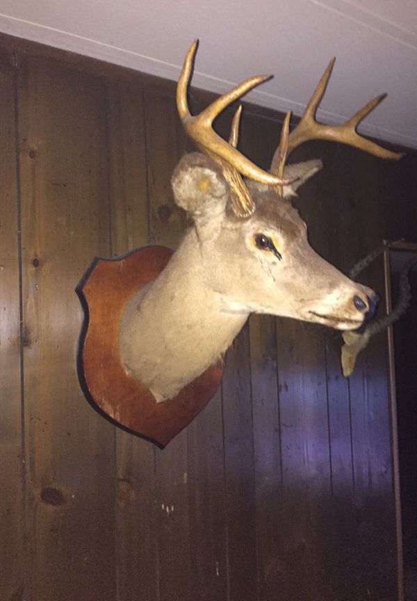 8 pointed mounted deer head for Sale in Bushnell, FL OfferUp
