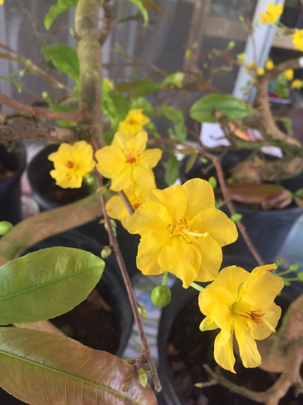 Mai Vàng (Ochna integerrima) Vietnam bonsai for Sale in Saint