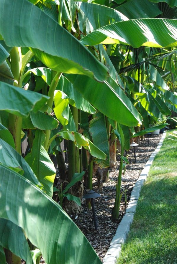 Cold hardy fruit bearing banana plants/trees for Sale in
