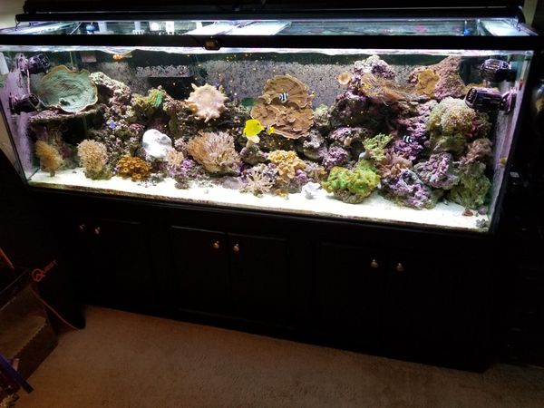 125 Gallon Reef Ready Glass Aquarium for Sale in Vacaville, CA - OfferUp