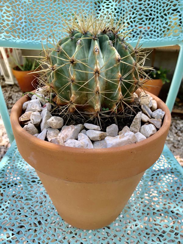 Echinocactus grusonii (Golden barrel cactus) on a 7"inch ...