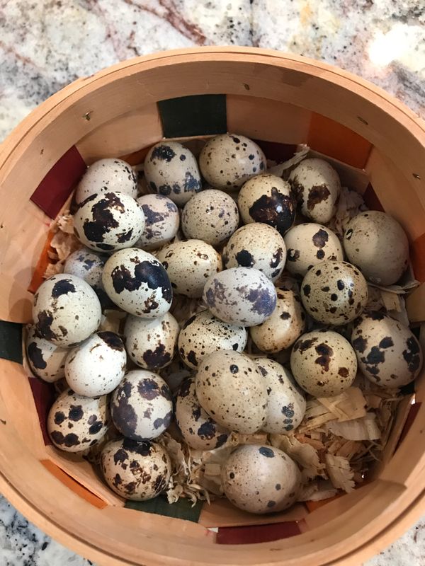 quail eggs for sale near me quail eggs for sale near me