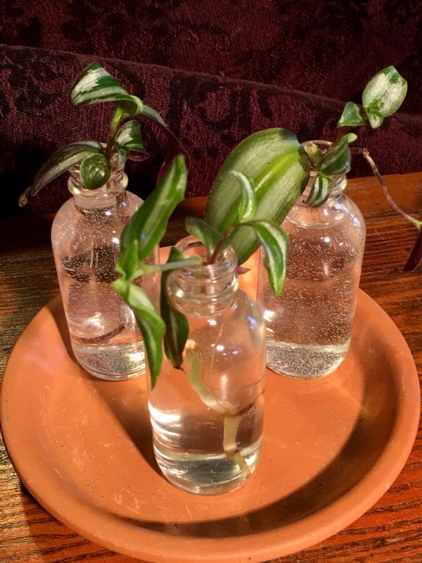 Propagation Station With Live Rooted Wandering Jew