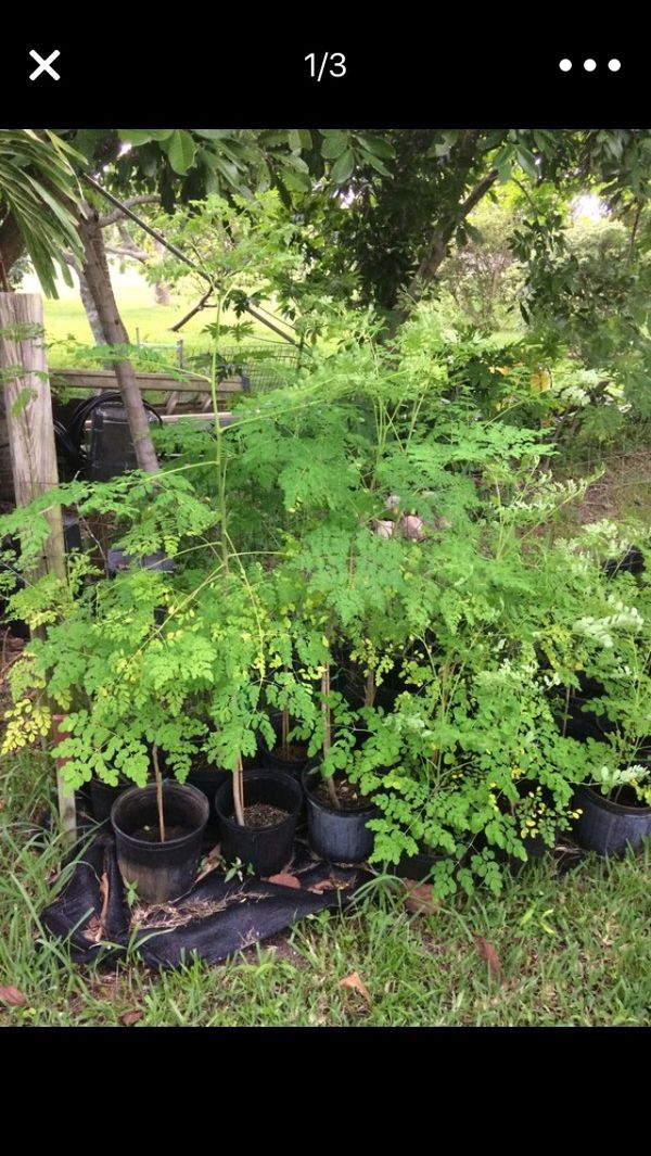 Moringa trees for Sale in Greenacres, FL OfferUp