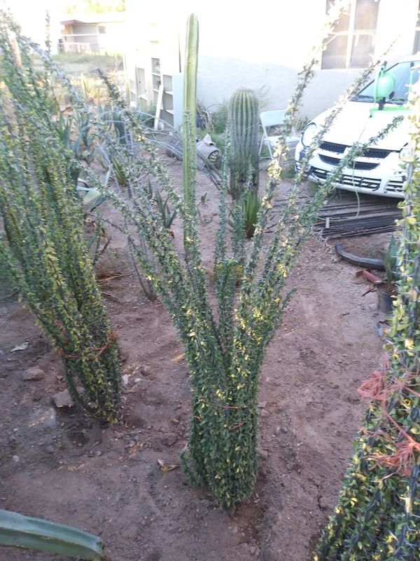 Ocotillo for sale for Sale in Tucson, AZ OfferUp