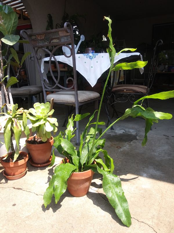 "Christ in a Manger"Queen of the Night Epiphyllum Night Blooming Cereus