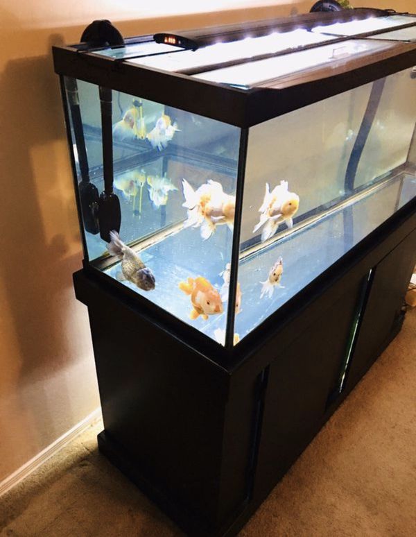 Fish Tank Aquarium 75 Gallon MARINELAND Like New 2019 for Sale in ... - D194e18bc18a4Dff91533979896811c5