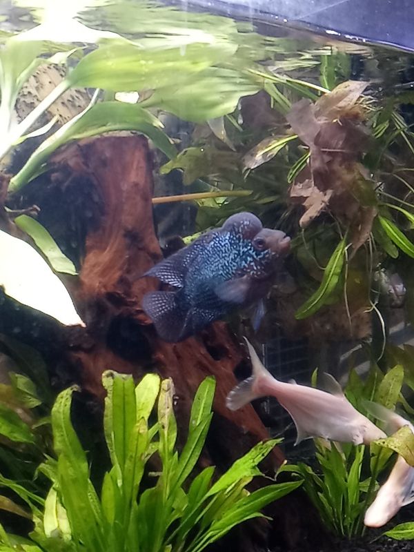 Tank Flowerhorn for Sale in Gladstone, OR OfferUp