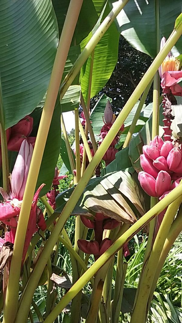 HOT PINK BANANA TREES for Sale in Virginia Beach, VA OfferUp