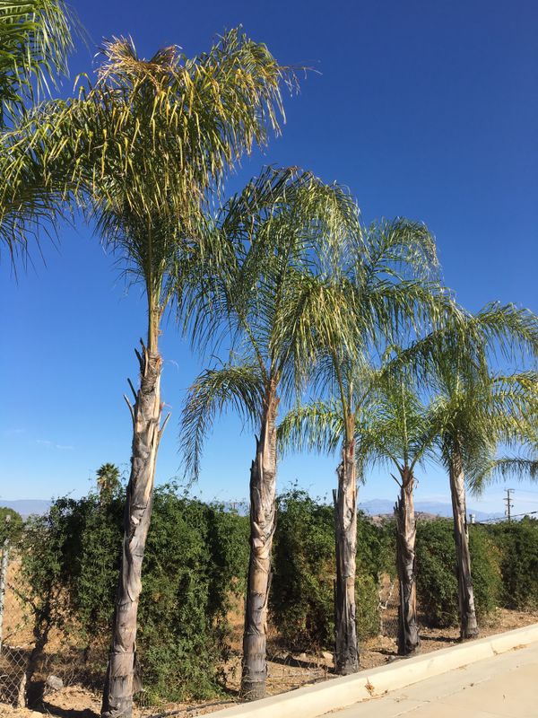 Large queen palm trees 25 gallon for Sale in Corona, CA OfferUp