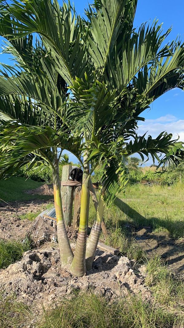 Thick, Tall Triple Field Grown Christmas Palms for Sale in West Palm