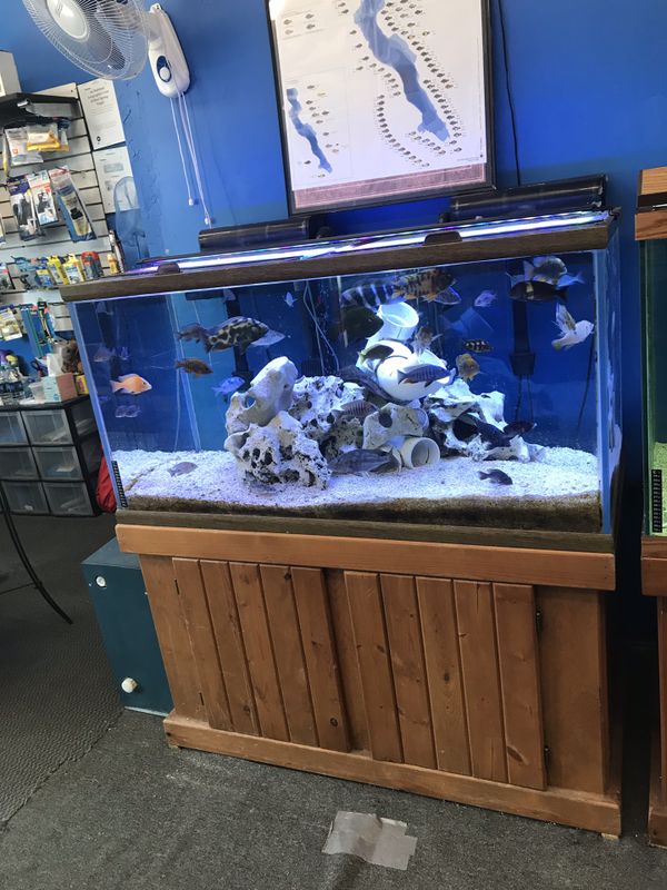 120 gallon Oceanic aquarium fish tank complete set up 800 for Sale in