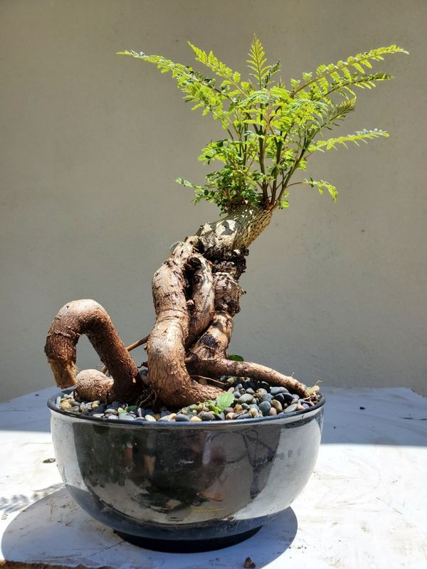 Blue Jacaranda Bonsai Tree for Sale in Westminster, CA OfferUp