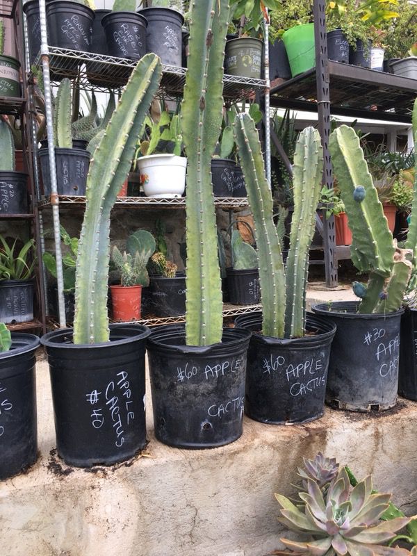 Peruvian Apple Cactus still available 12/3/17 for Sale in ...