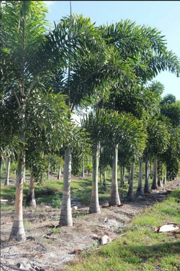 Florida fancy foxtail Palms! for Sale in Bokeelia, FL OfferUp